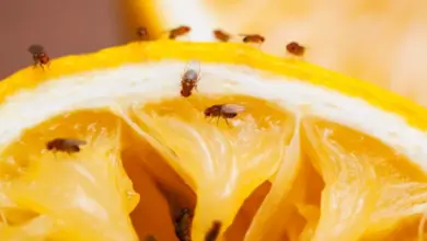 Malé mušky na řezu citrusového plodu.