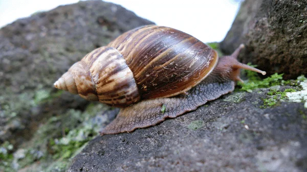 Obrovská oblovka plíživá na skále s mechem.