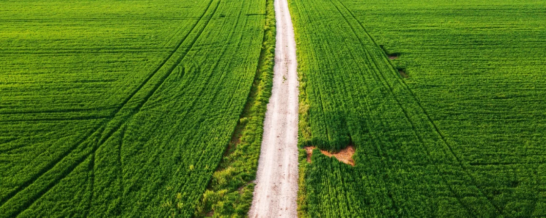 Zelené pole s prachovou cestou vedoucí skrze něj.
