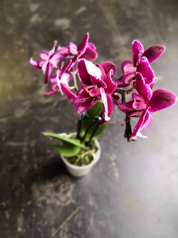 Fialová orchidej v květu s zelenými listy ve svém hrnci.