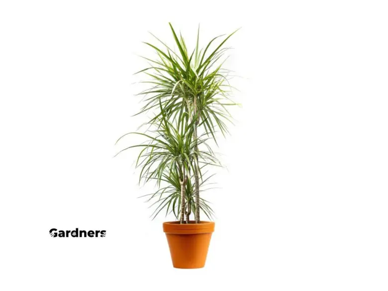 Dracena v hrnci s dlouhými zelenými listy na bílém pozadí.