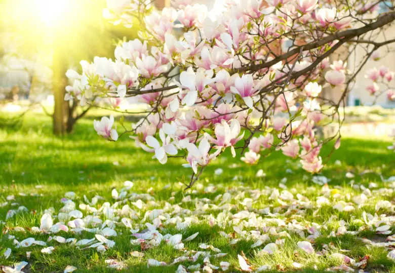 Rozkvetlá magnolie s padajícími květy na trávníku