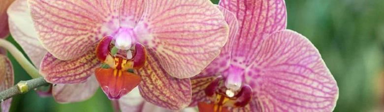 Růžové květy faleropisné orchideje v plném rozkvětu.