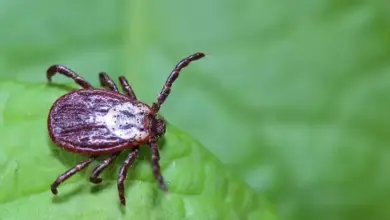 Tick on leaf