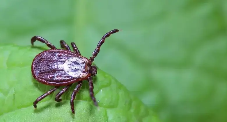 Tick on leaf
