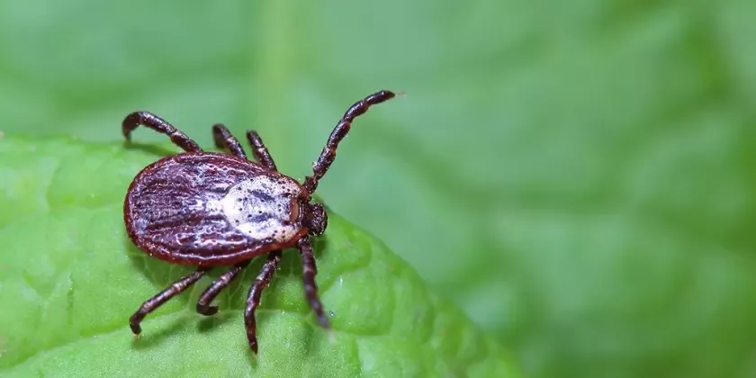 Tick on leaf