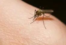 Bližní muchnička připravená kousnout lidskou pokožku.