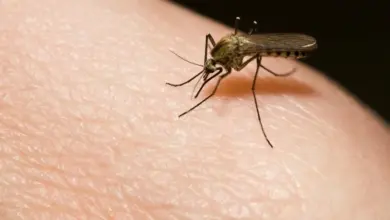 Bližní muchnička připravená kousnout lidskou pokožku.