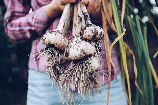 Freshly harvested garlic bulbs
