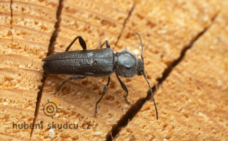 Tesařík krovový na dřevě, detailní záběr hmyzu.