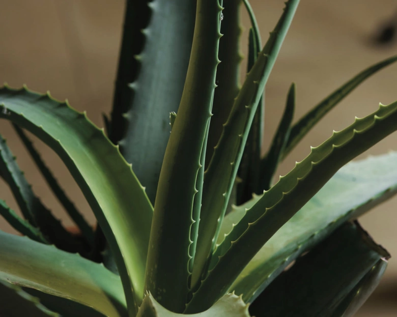 Blízky pohled na listy rostliny aloe vera s trny.