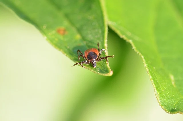 Tick on leaf