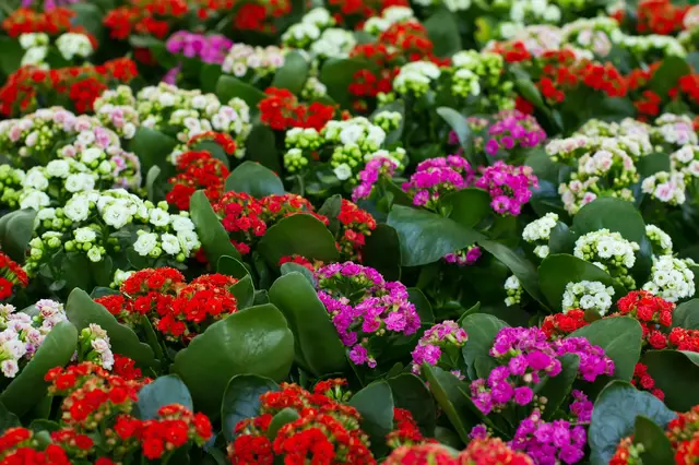 Kalanchoe květy v červené a růžové barvě s tmavě zelenými listy.