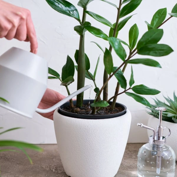 Zalévání rostliny Zamiokulkas dlouhou tryskou zálivky.
