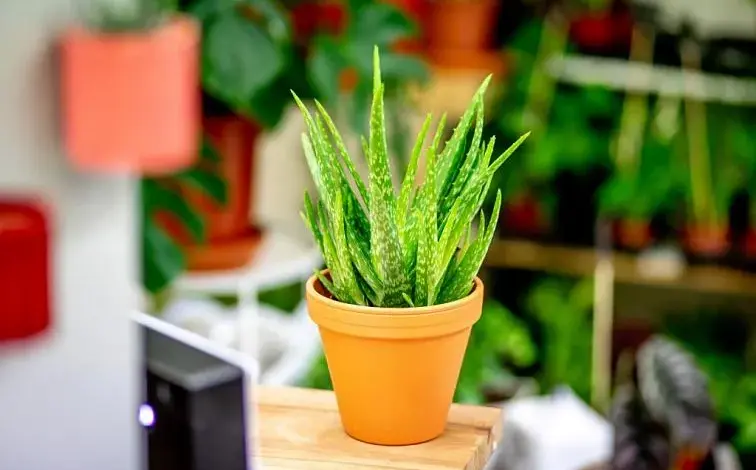 Zdravá rostlina aloe vera v oranžovém květináči na dřevěné ploše.