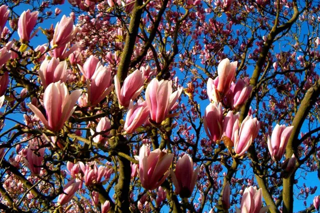 Růžové květy magnolie na větvích modrého nebe.