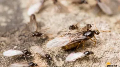 Létající mravenci s křídly na kamenné ploše v domácnosti.