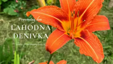 Orange daylily flower