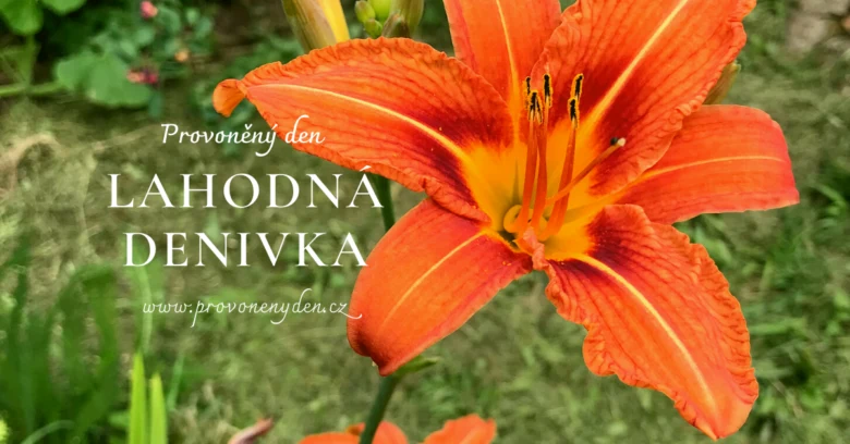 Orange daylily flower