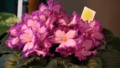 African violet plant in bloom