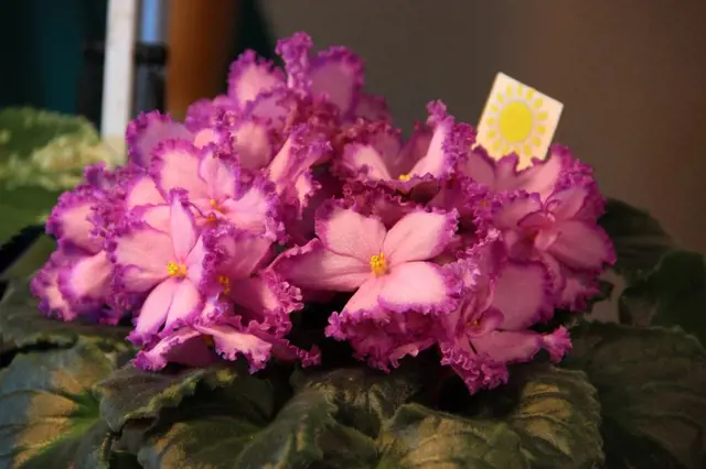 African violet plant in bloom
