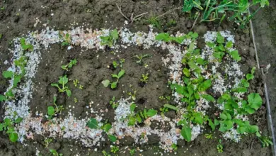 Mleté skořápky vajec rozsypané kolem mladých rostlin v zahradě.
