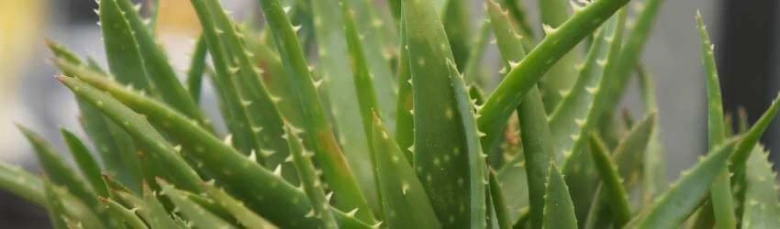Zelené listy rostliny aloe vera s trny na okraji.