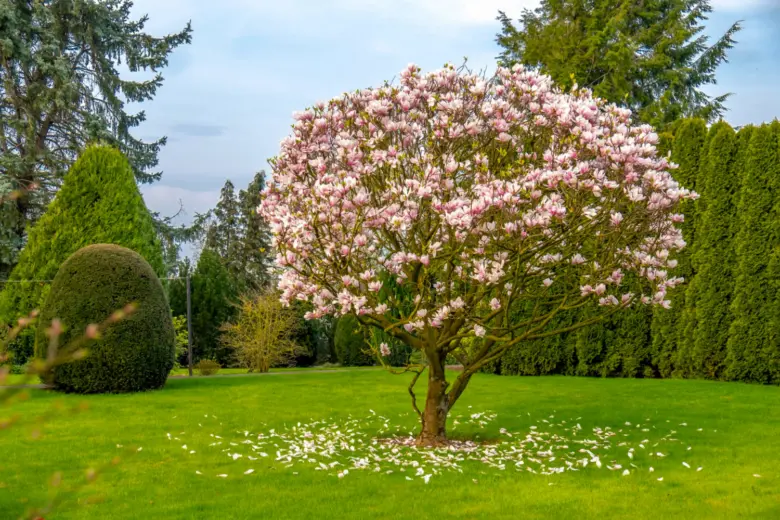 Rostoucí kvetoucí magnolie v zahradě s padajícími lístky.