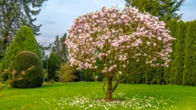 Rostoucí kvetoucí magnolie na trávníku s padajícími lístky.