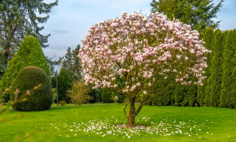 Rostoucí kvetoucí magnolie na trávníku s padajícími lístky.