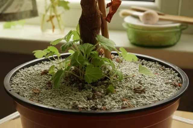 Rost v květináči s půdou pokrytou zemitými granulami.