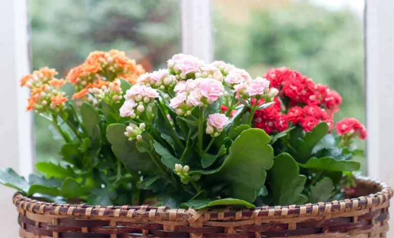 Kalanchoe kvetoucí v koši na okenním parapetu