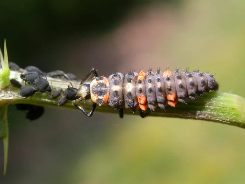 Larva sluníčka sedmitečného se živí mšicemi na rostlině.