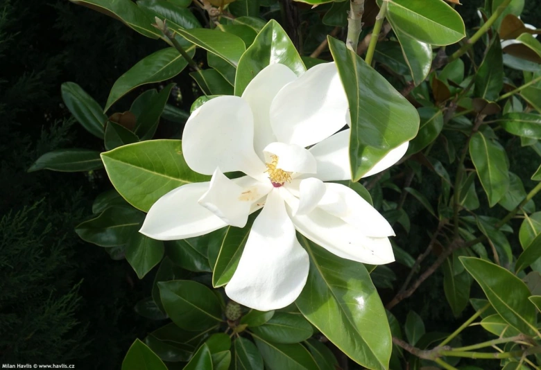 Bílá květina magnolie grandiflorové s lesklými zelenými listy.