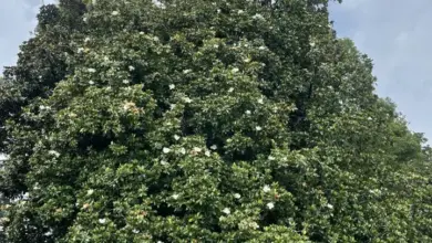 Velká magnolie grandiflora v květu na trávníku pod mrakem.
