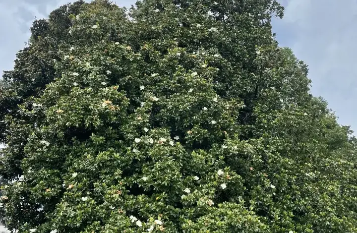Velká magnolie grandiflora v květu na trávníku pod mrakem.