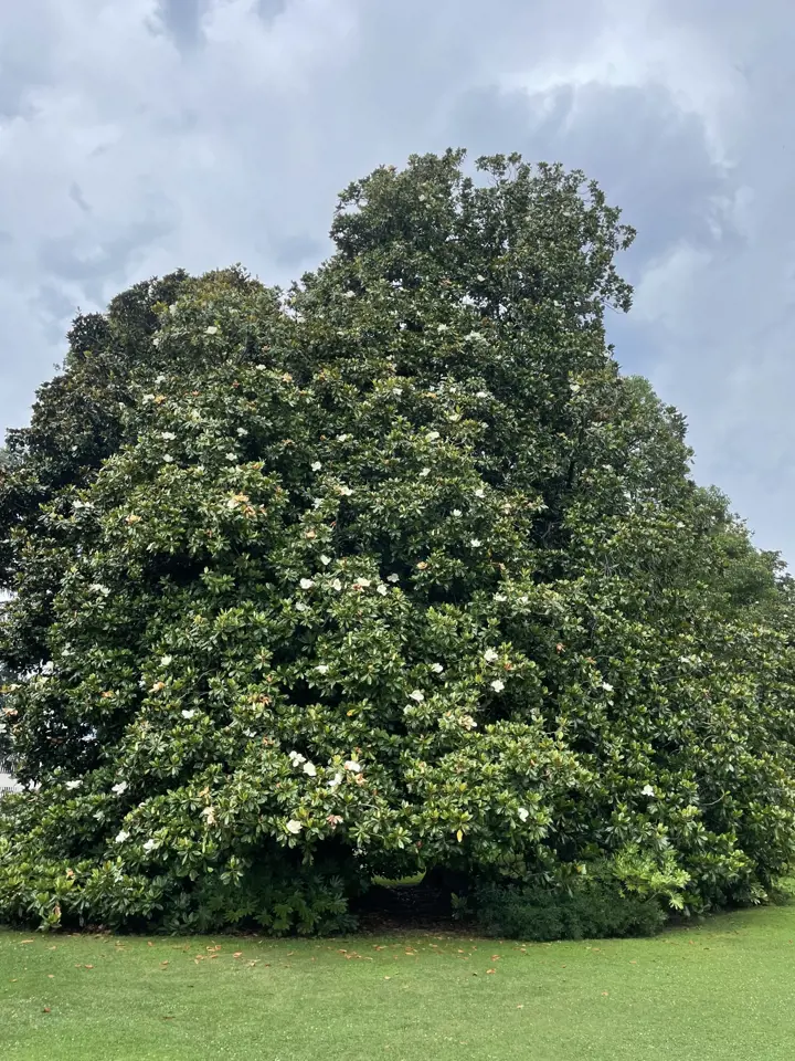 Velká magnolie grandiflora v květu na trávníku pod mrakem.