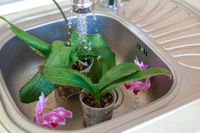 Orchideje se umývají pod tekoucí vodou v dřezu.