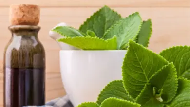 Plectranthus leaves and mortar