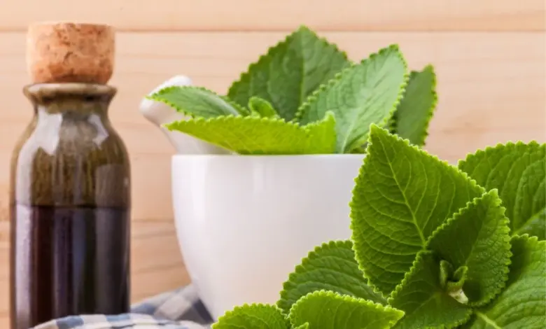 Plectranthus leaves and mortar