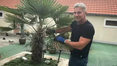Muž upravuje dlan na střešní zahradě.