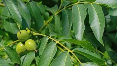 Walnut fruits on tree
