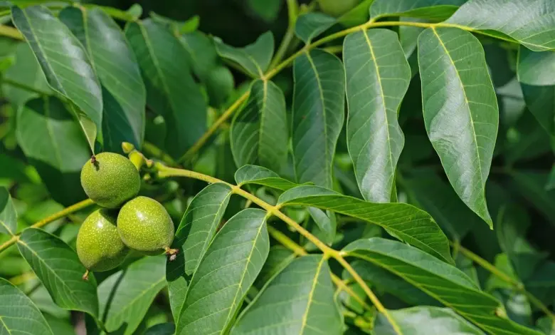 Walnut fruits on tree