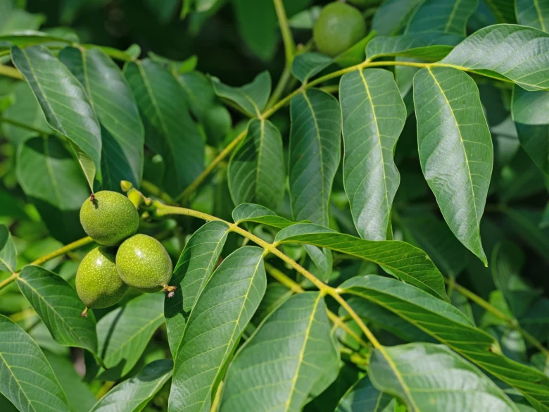 Walnut fruits on tree