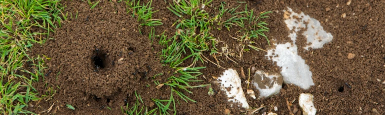 Ant hill in grass
