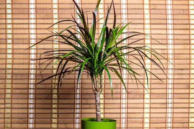 Dracaena plant in pot