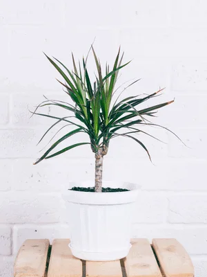 Dracena v bílém květináči na dřevěné ploše před bílou zdí.