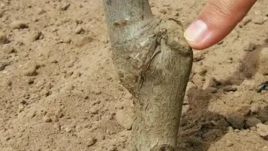 Průřez na mladé stonku švestky ukazuje techniku řezu.
