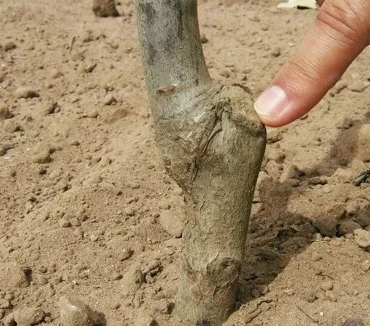 Průřez na mladé stonku švestky ukazuje techniku řezu.