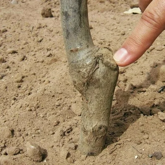 Průřez na mladé stonku švestky ukazuje techniku řezu.